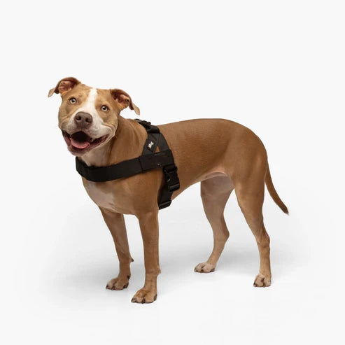 🏉No-Pull Harness